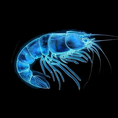 Udang