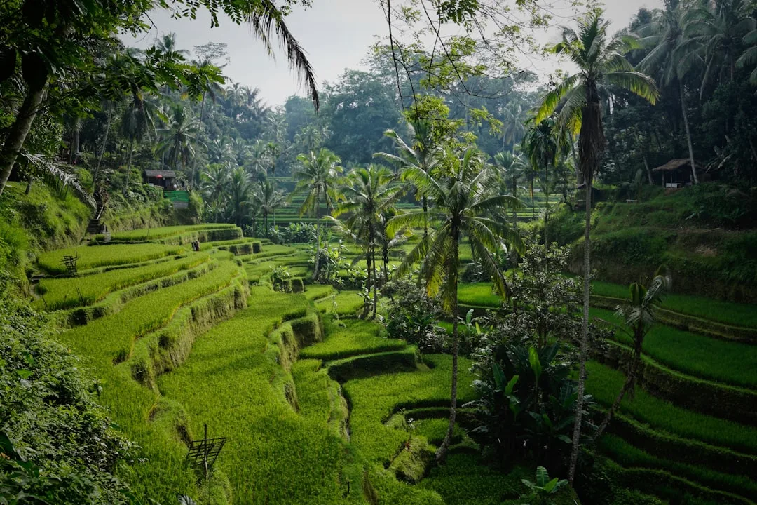 Jadwal live draw IDN 4D late-night - Bali rice terrace landscape Indonesia, daily 23:30 WIB